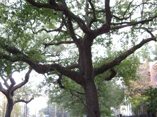 oaks on St. Charles photo